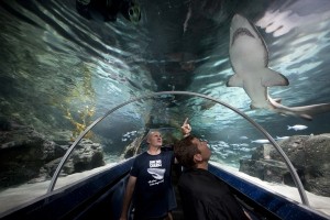 The Shark Tunnel at Kelly Tarltons in Auckland. Northland missed out on building the iconic attraction in the 1980s.